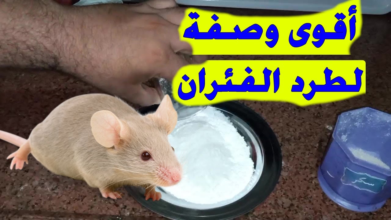طرق طرد الفئران