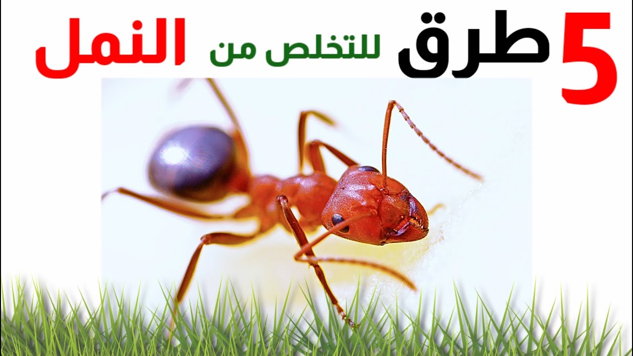 وصفة التخلص من النمل