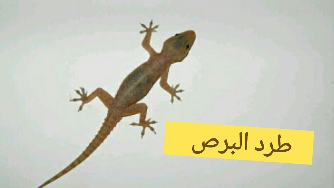 وصفة التخلص من البرص