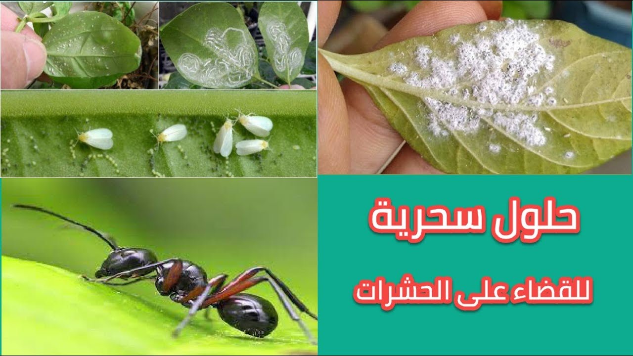 عشبة سحرية للقضاء علي جميع الحشرات