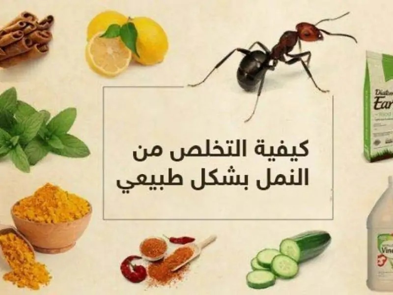 وصفة التخلص من النمل