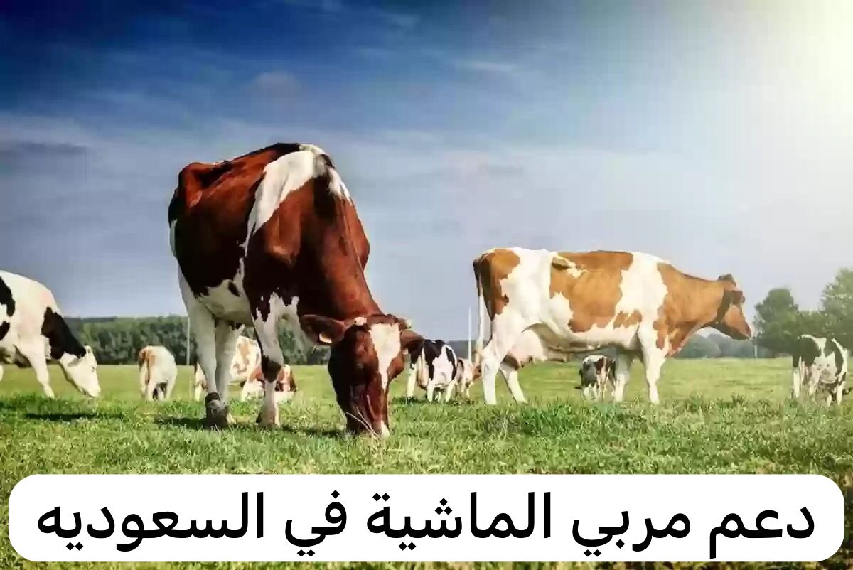 دعم مربي المواشي