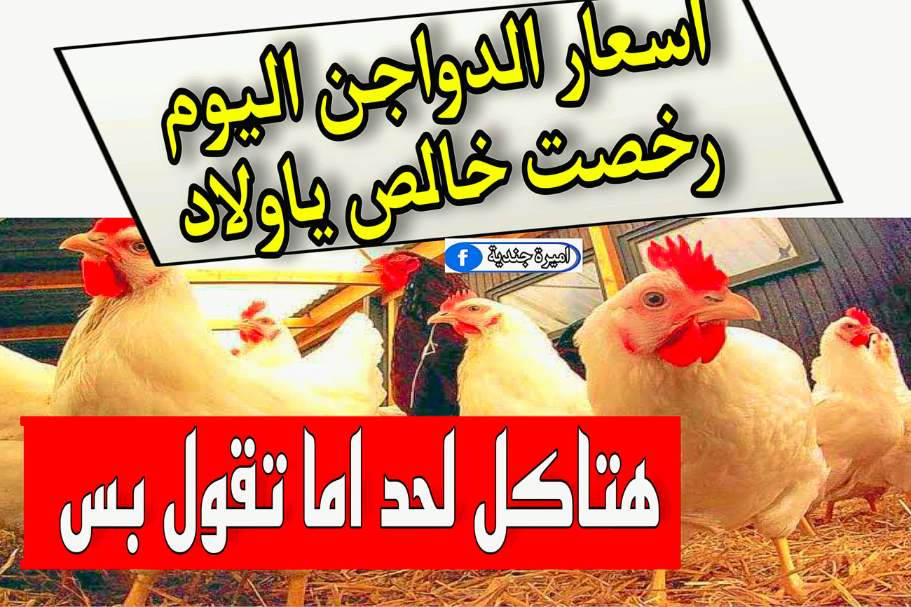 اسعار الدواجن اليوم