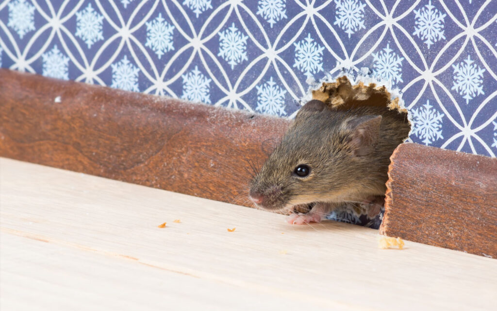 How to Get Rid of Mice Body 3 ar 15 8 22 1024x640 1