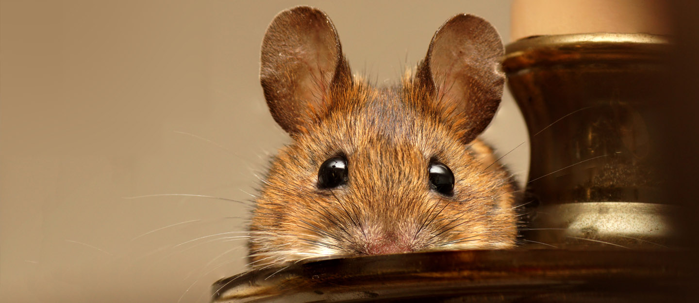 How to Get Rid of Mice Cover ar 15 8 22