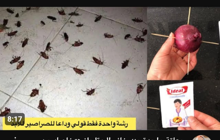 أفضل طرق للتخلص من الصراصير