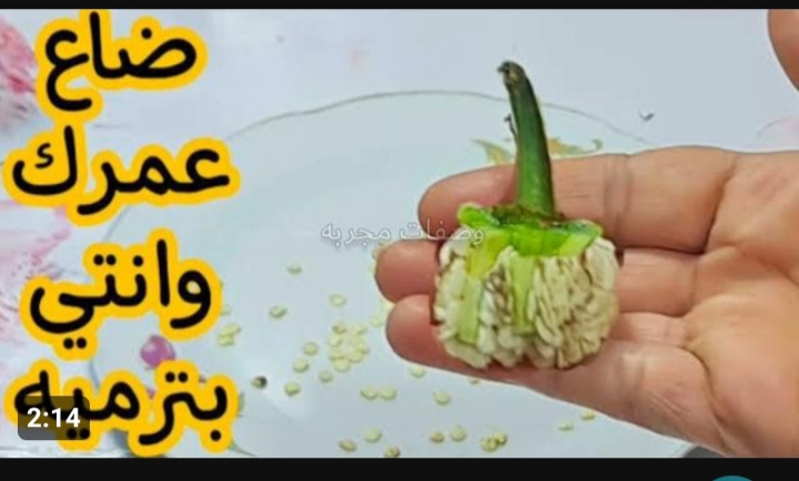 عقب الفلفل