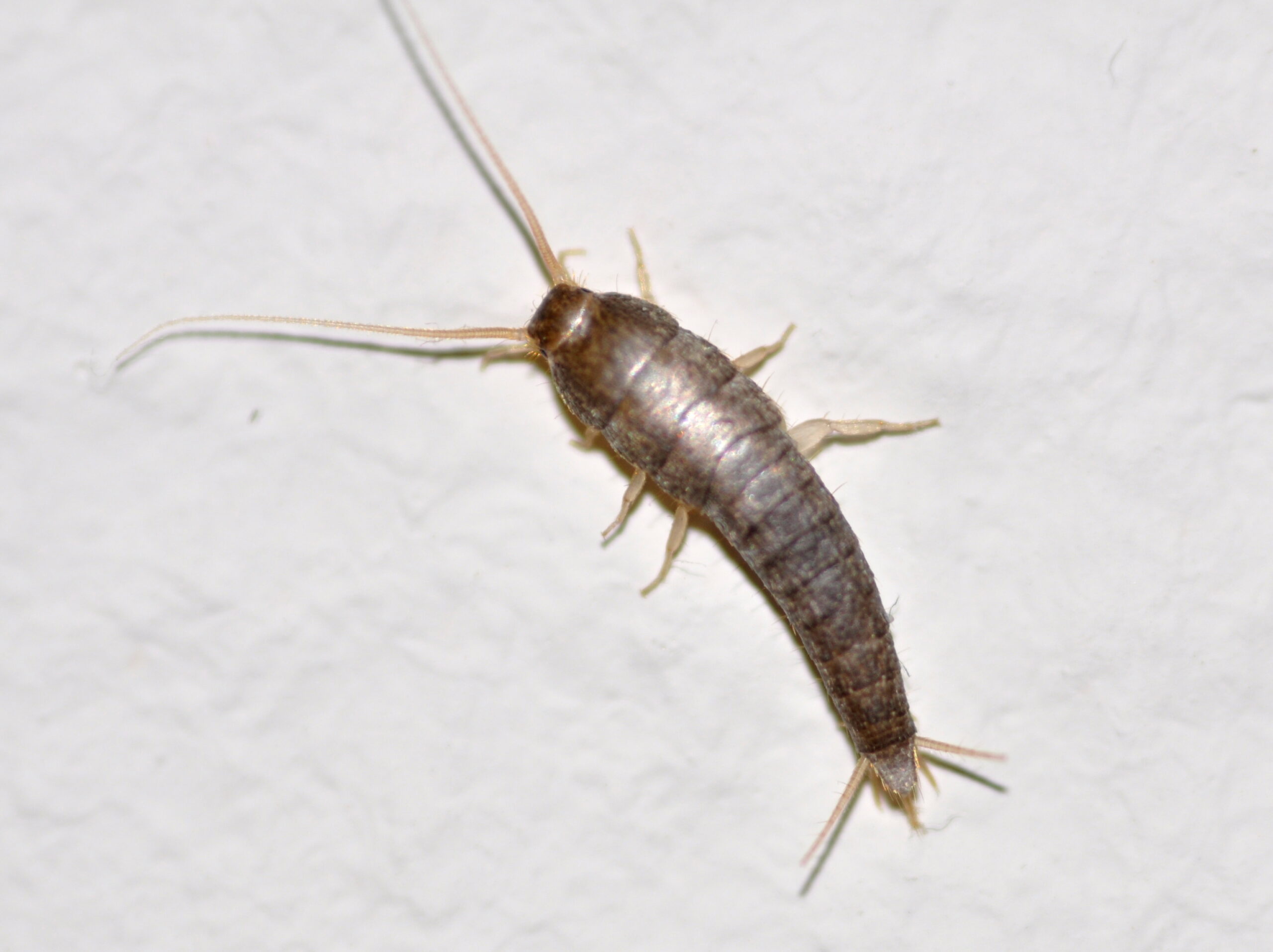 Lepisma saccharina 1a scaled