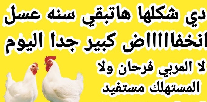 سعر الدواجن في مصر