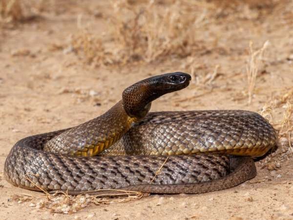 dangerous types of snakes in the world 127 4 1697906592