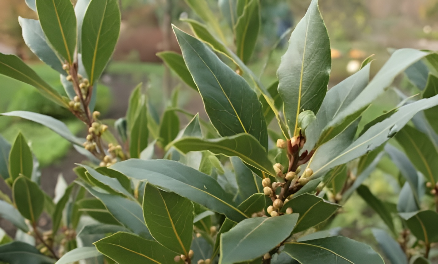 مشروب ورق الغار