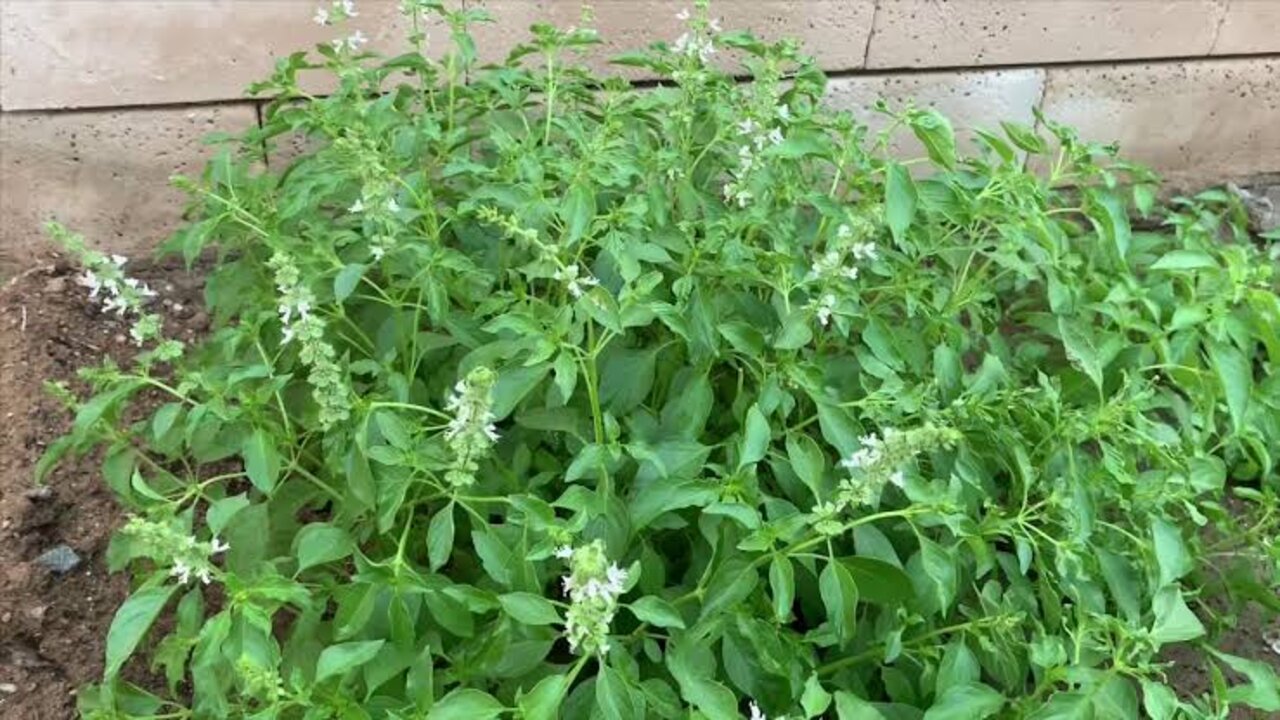 وصفة الريحان والنعناع
