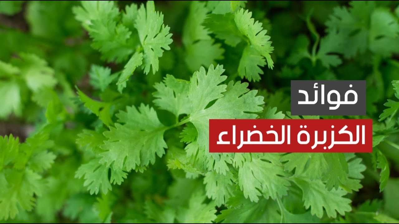 الكزبرة الخضراء