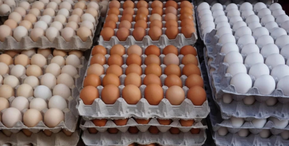 أسعار البيض اليوم