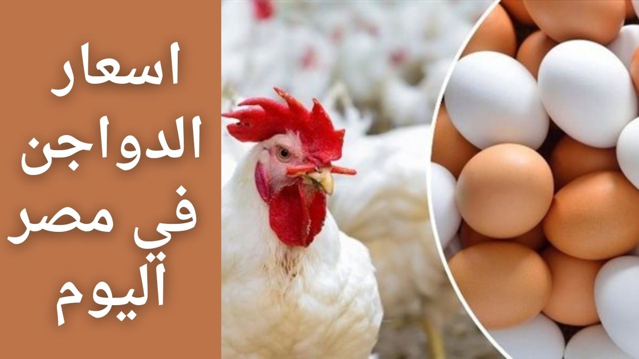 أسعار الفراخ اليوم