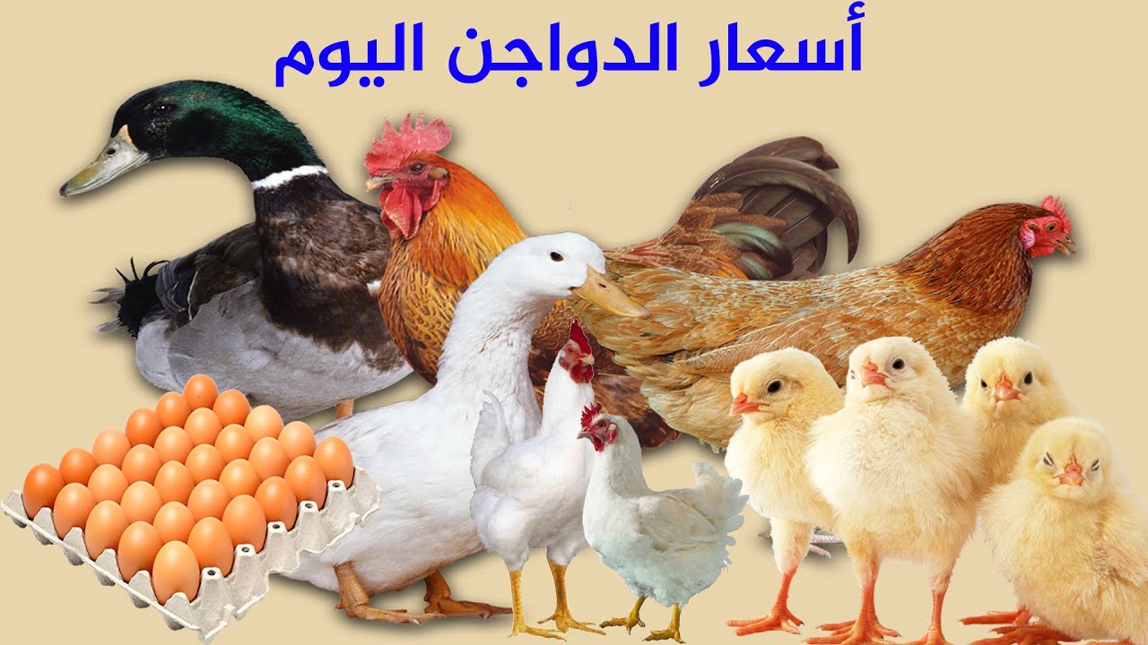 أسعار الفراخ والبيض اليوم السبت 25 نوفمبر 2023 في الأسواق