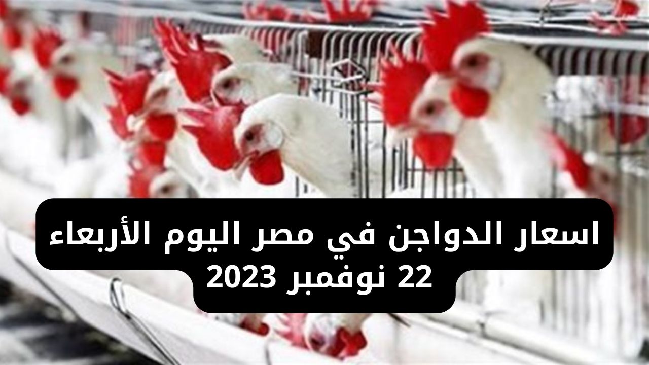 اسعار الدواجن في مصر اليوم الأربعاء 22 نوفمبر 2023
