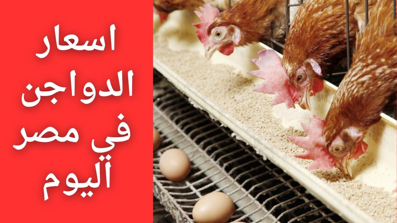 اسعار الدواجن في مصر