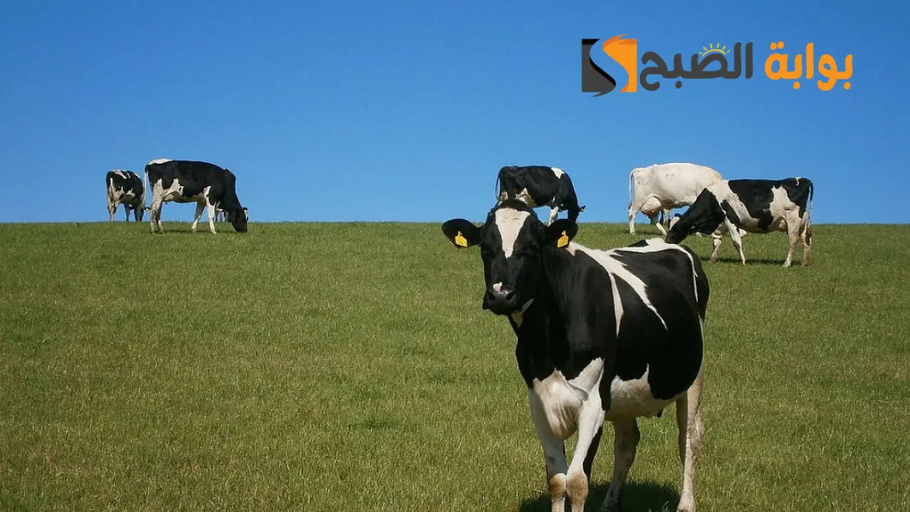 شروط التسجيل في برنامج دعم المواوشي