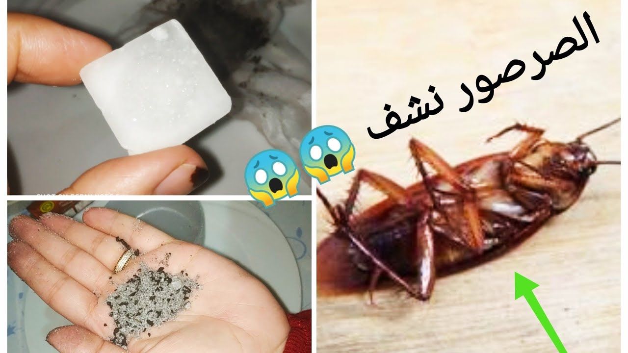 التخلص من الصراصير 1