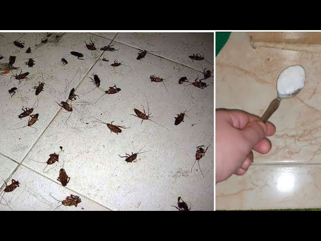 القضاء على الصراصير بملعقة واحدة خلف البوتاجاز