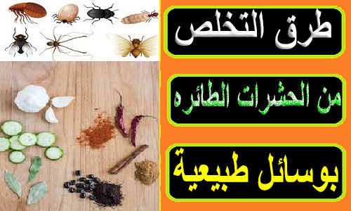الحشرات