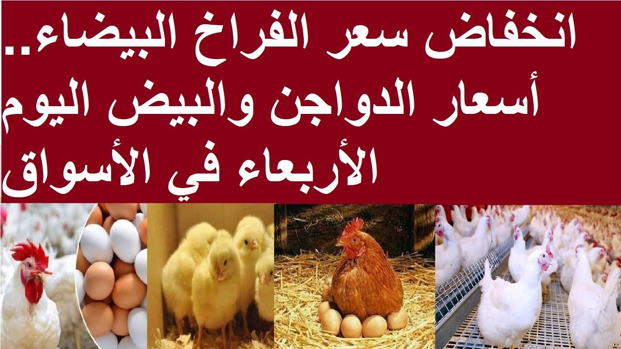 انخفاض أسعار الدواجن في مصر