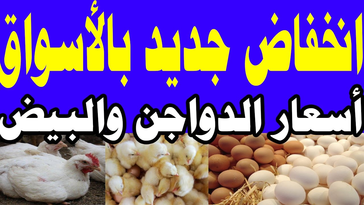 انخفاض جديد في أسعار الدواجن بمصر