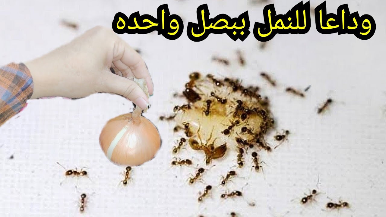 بصلة ومسمار للتخلص من النمل