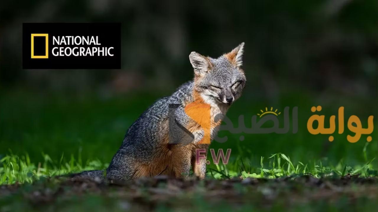 تردد قناة National geographic الجديد على النايل سات بجودة عالية 4K