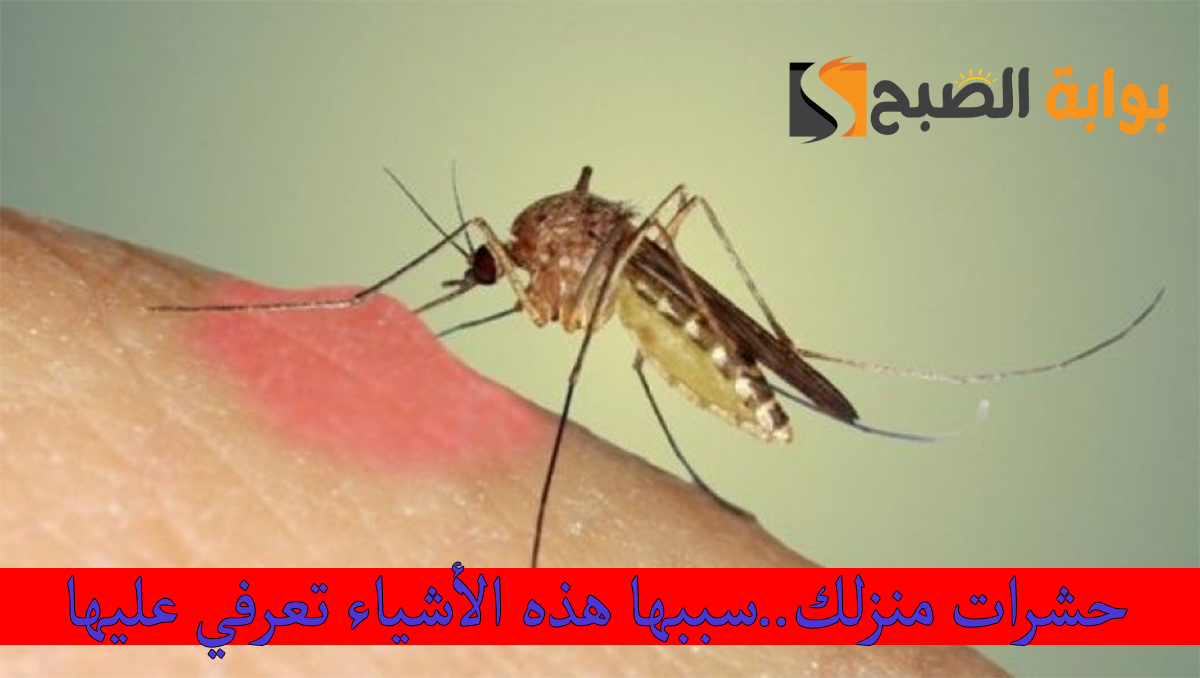 حشرات منزلك