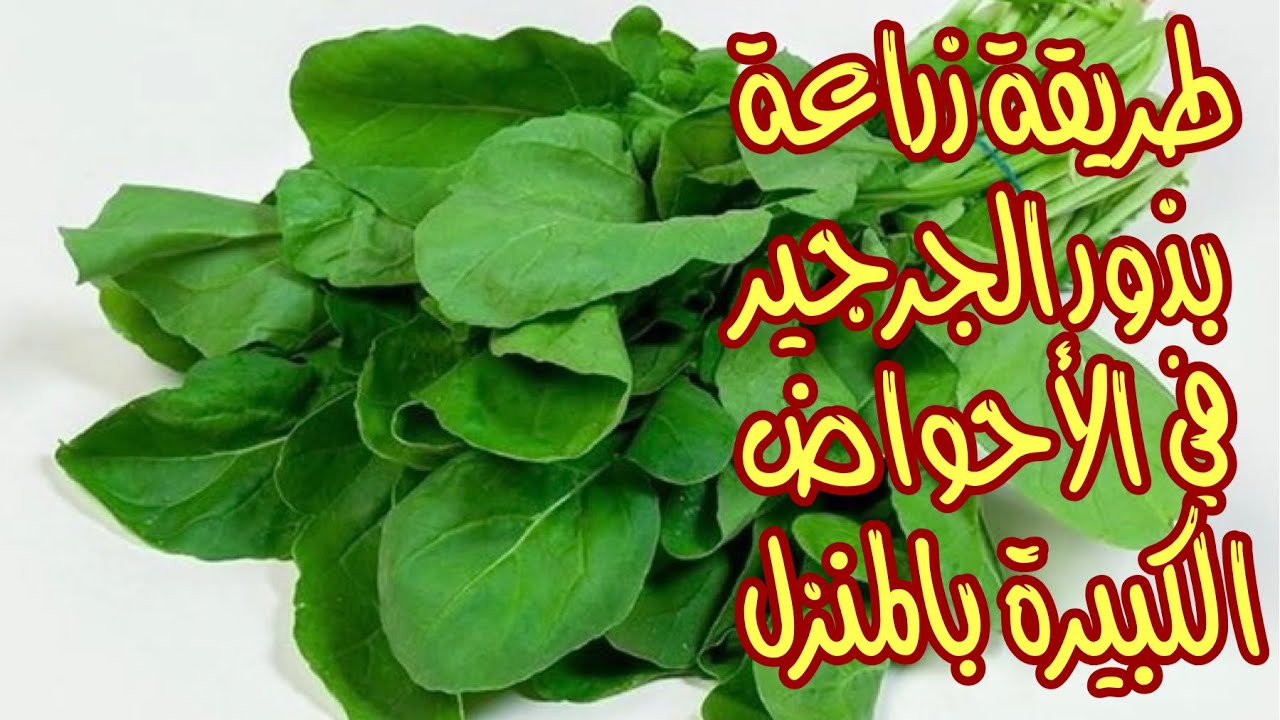زراعة الجرجير في المنزل