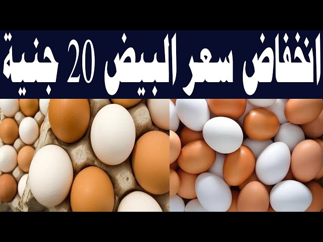 سعر البيض في مصر اليوم