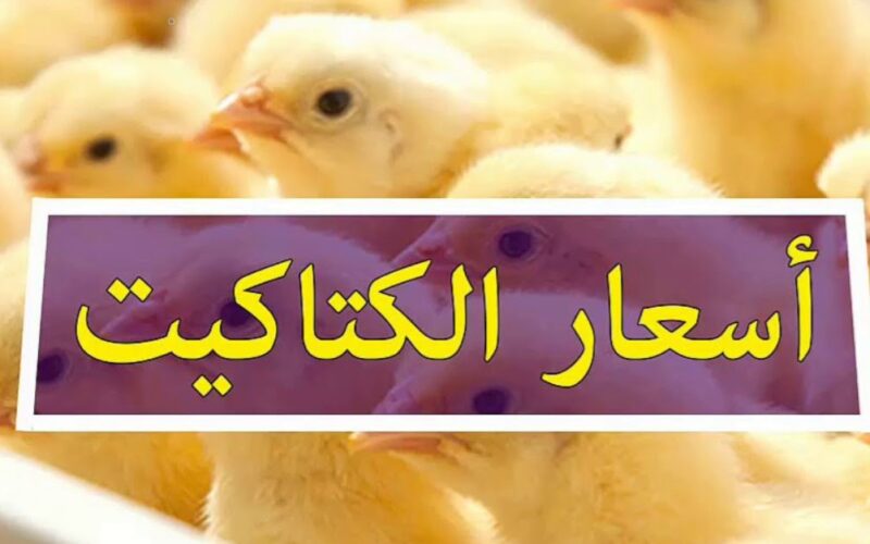 سعر الكتاكيت في مصر
