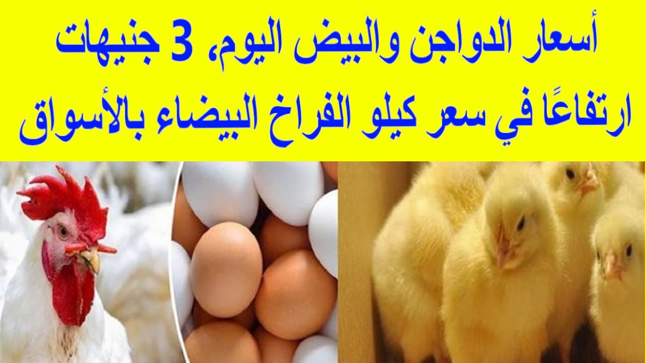 صدمة قوية في أسعار الدواجن