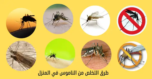 طريقة التخلص من الناموس