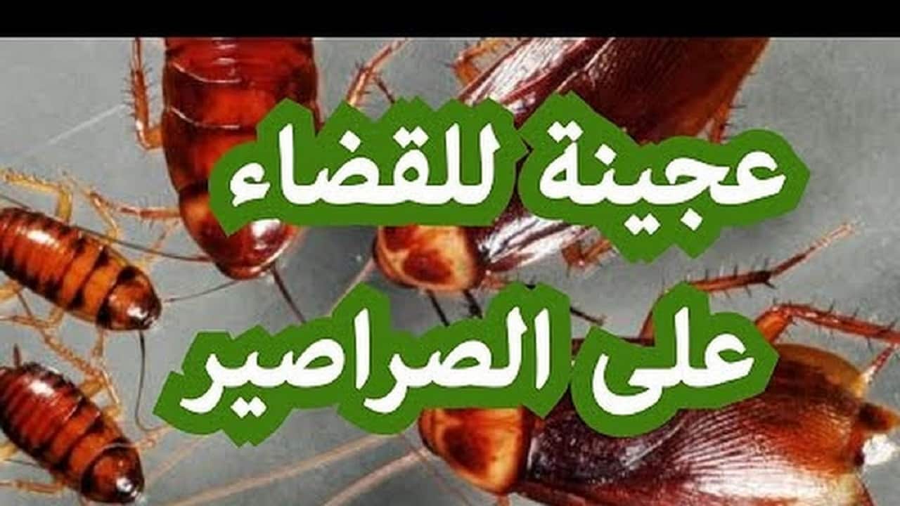 عجينة التخلص من الصراصير