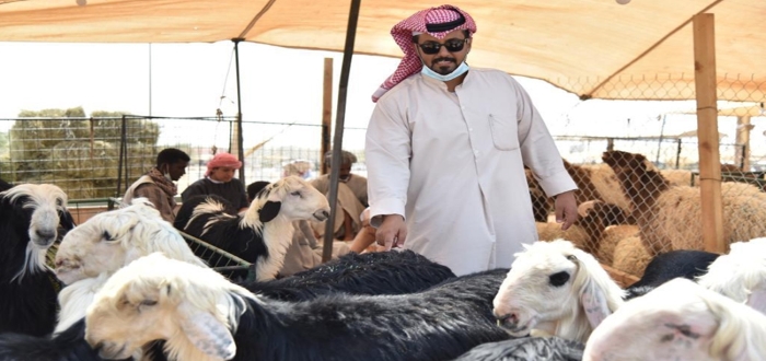 ما هو دعم صغار مربي الماشية