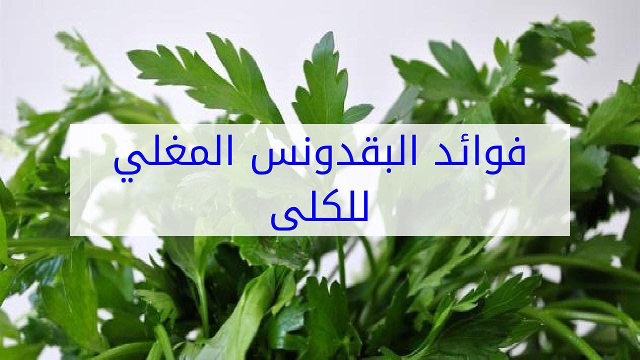 مغلي البقدونس