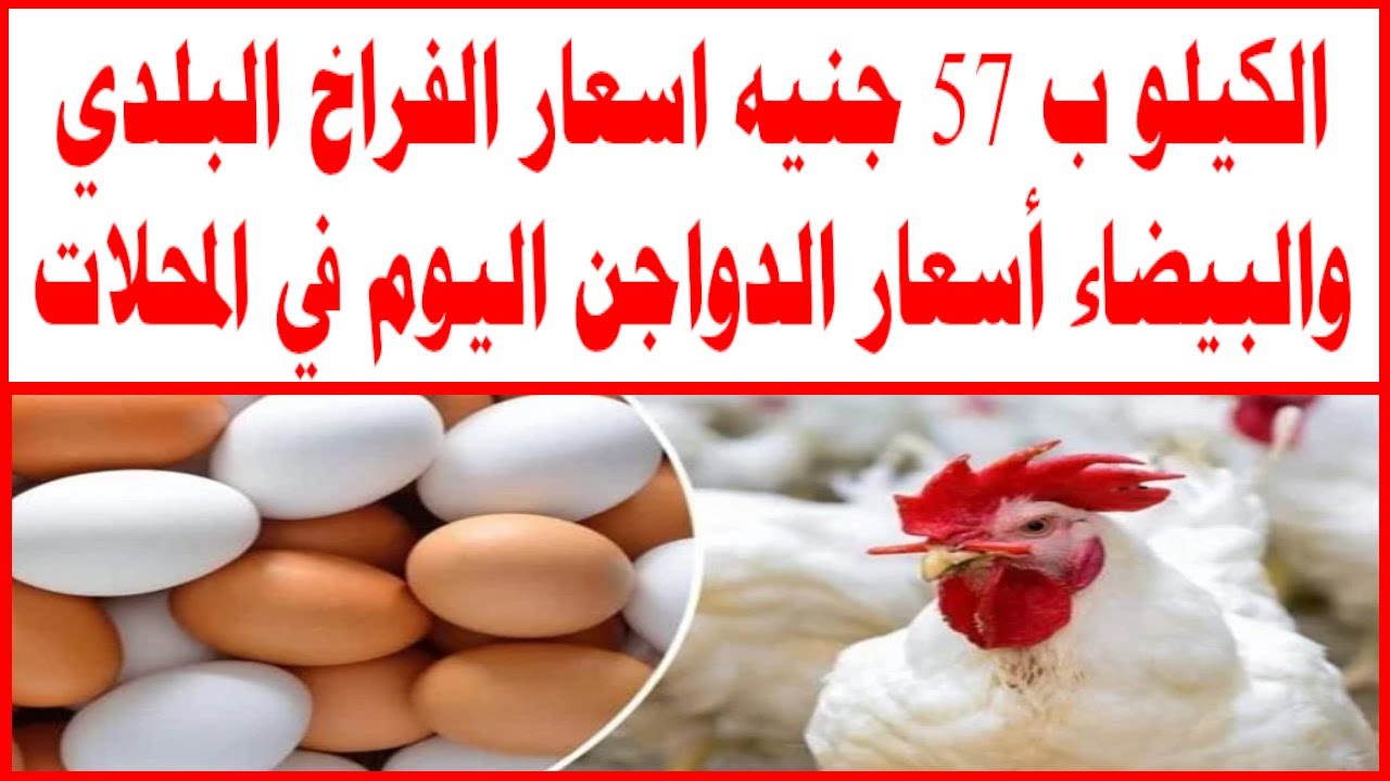 مفاجآت قوية في أسعار الكتاكيت