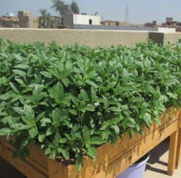 خطوات زراعة الملوخية في حديقة منزلك