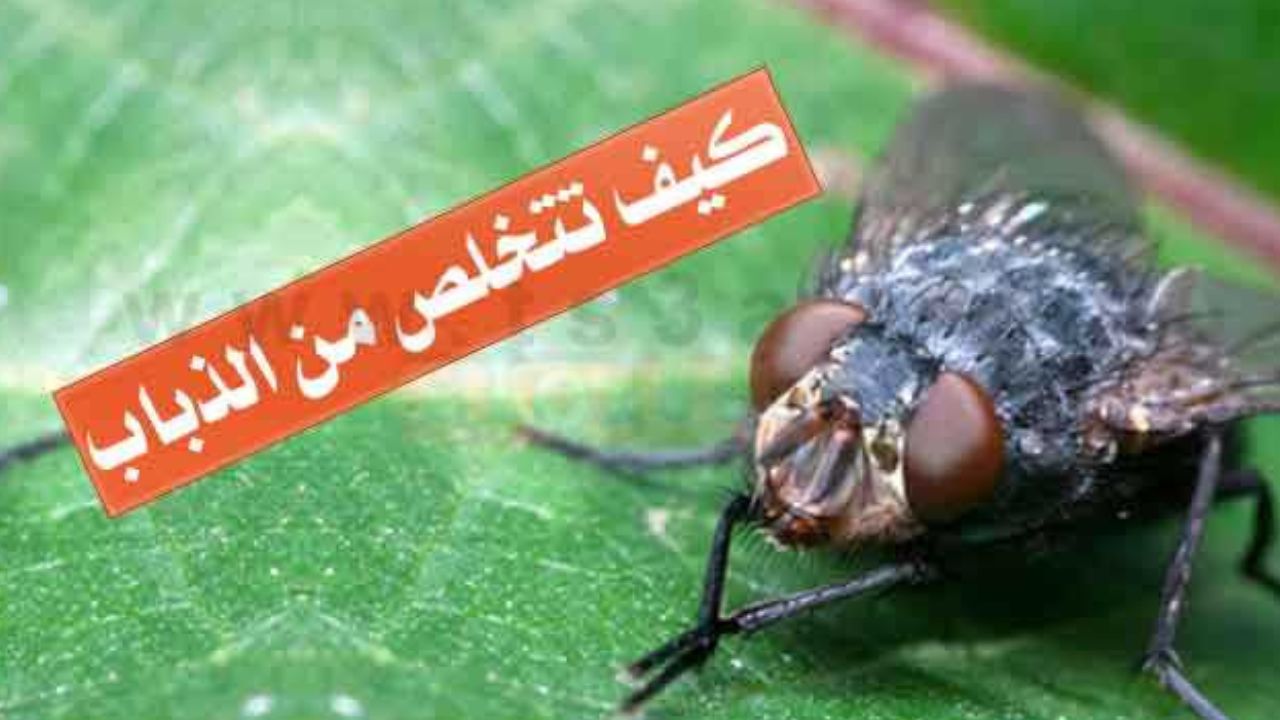 وصفة التخلص من الذباب