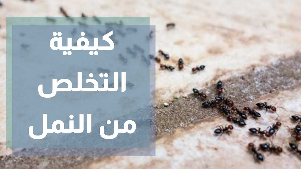 وصفة التخلص من النمل