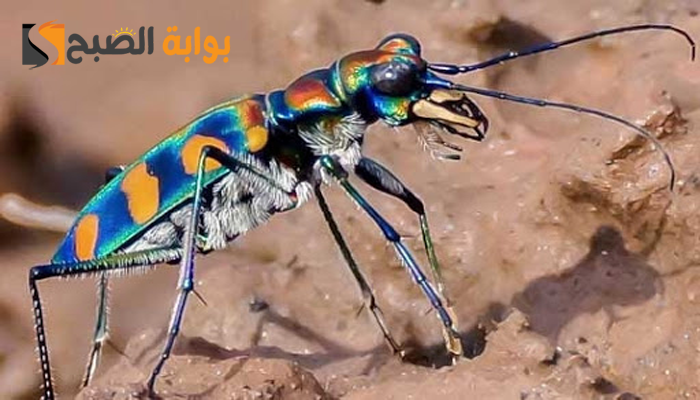 ما هي أسرع حشرة على وجه الارض؟