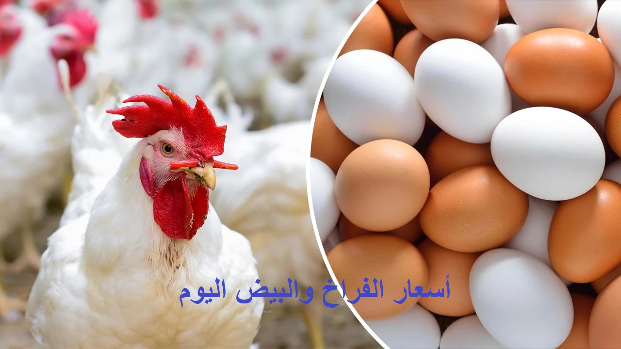 انخفاض مفاجئ في سعر الفراخ اليوم تزامناً مع التراجع الكبير في أسعار الكتكوت الأبيض