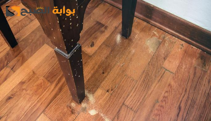 سوس الخشب: العدو الخفي وكيفية التغلب عليه