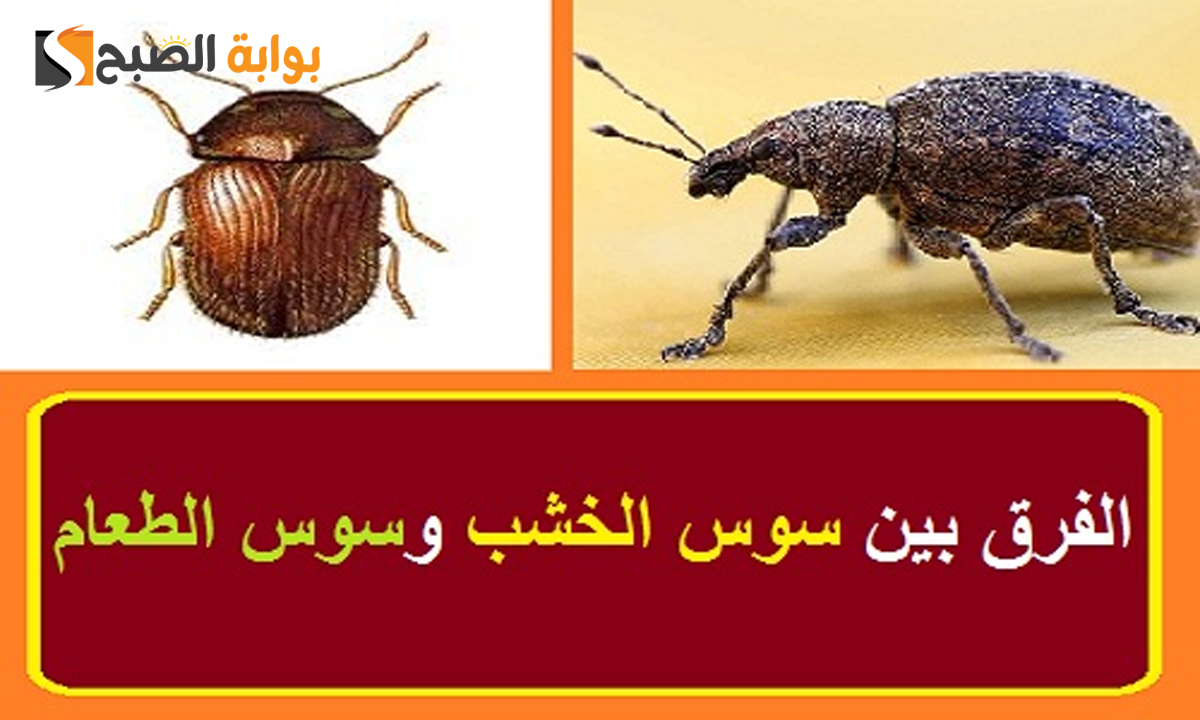 هل سوس الخشب نفس سوس الاكل؟ وكيفية التخلص منهما
