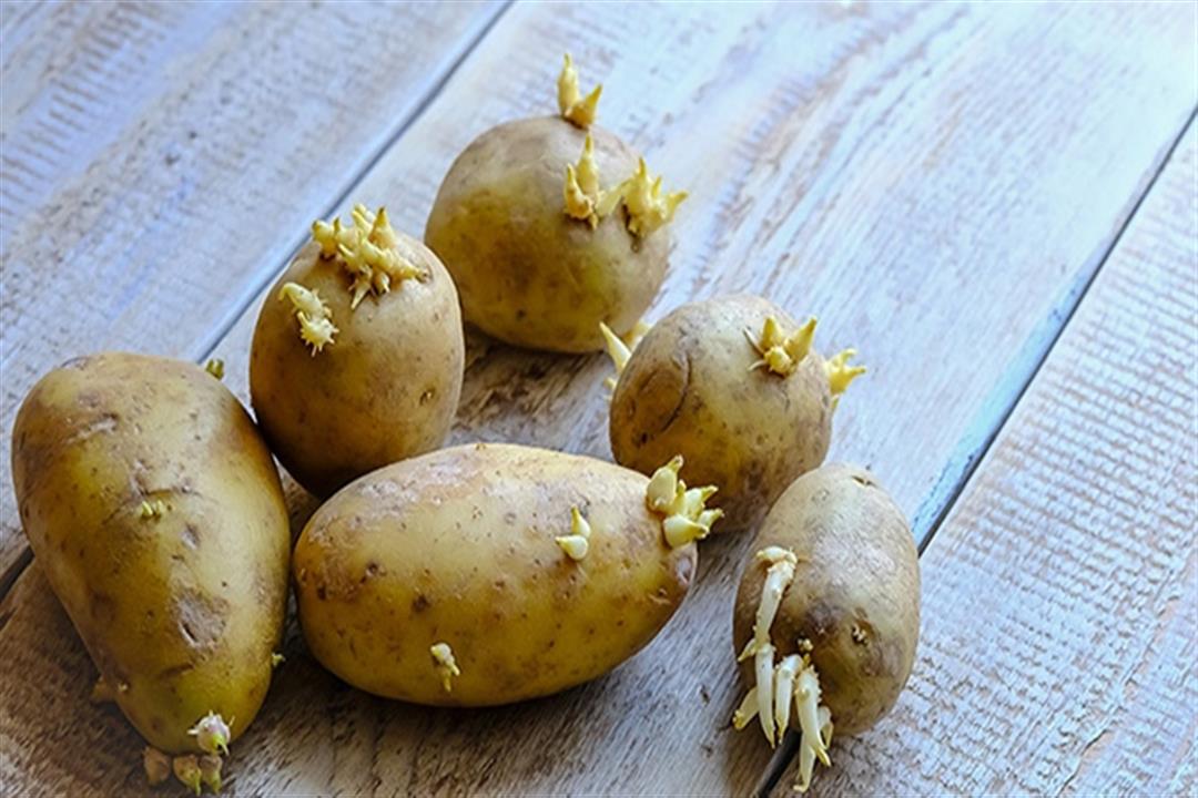 3 خطوات لتخزين البطاطس صح في مطبخك