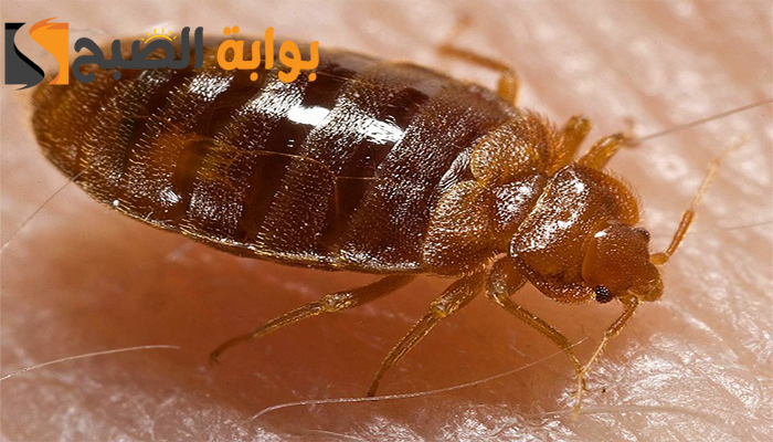 ما هو شكل البق وأهم النصائح للتخلص منه