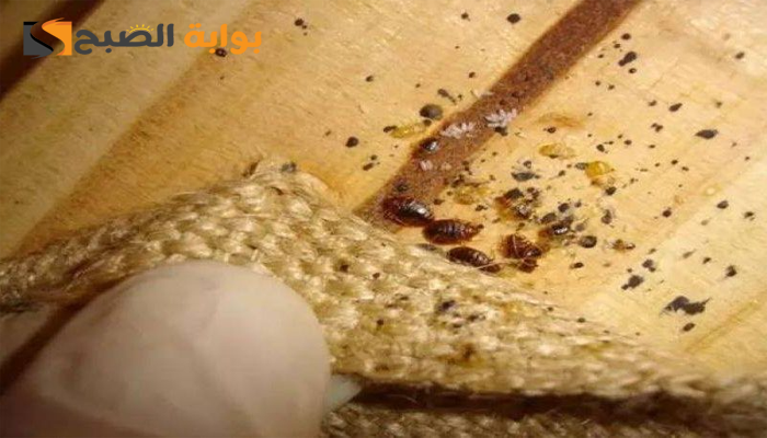 الحيل الذكية للتخلص من سوس الخشب وفهم أسباب ظهوره